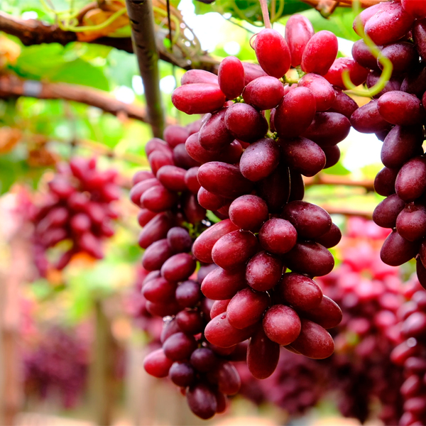 ARRA Cherry Crush™ - ARD 36